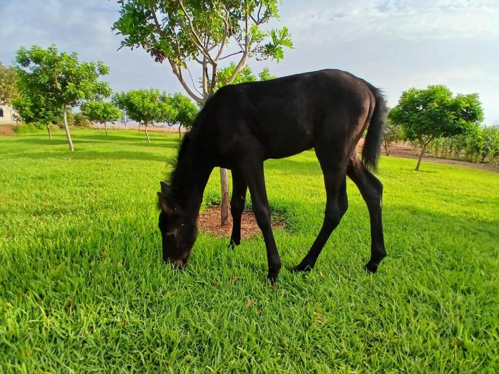 WhatsApp Image 2026-03-09 at 15.04.02 (1)