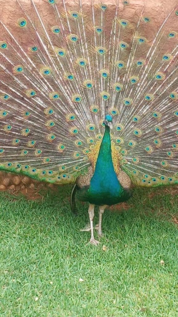 WhatsApp Image 2026-03-09 at 15.04.02 (5)